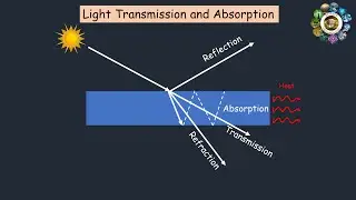 Light transmission and absorption