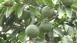 Limonu zirai don vurdu
