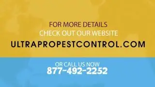 Integrated Pest Management For Keeping Rodents Out of Your Warehouse 2/5