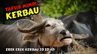 Tafsir Mimpi Kerbau & Erek Erek Kerbau 2D 3D 4D