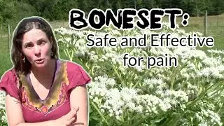 Treating pain with Boneset-safe and effective in geriatric patients. Also anti-tumor, anti-viral.