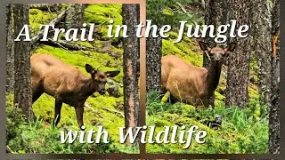 Bow River Trail | Banff National Park