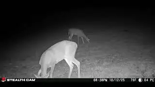 10 12 2025 Nighttime Homestead Visitors on Trail Cam  Deer, Cats & More Under the Stars