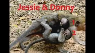 So Pity! Baby Jessie Very Angry And Cry so Much, Dana Young mom monkey do Bad on Baby Too.