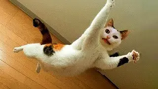 Hilarious Animal Will Make You Laugh #43