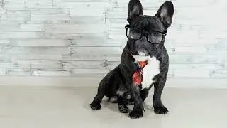 pug with glasses and tie pet / content creator / creative commons / free video / free copyright