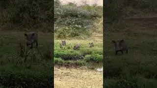 Cute little warthogs, my favourites!