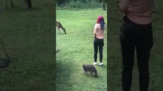 Poor raccoon thought I was ignoring him.
