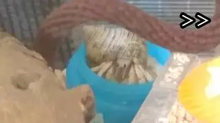 久々に隠れ家から出てきたオカヤドを追いかけたら・・・okayado channel
