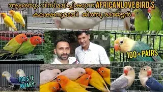 ആരെയും വിസ്മയിപ്പിക്കുന്ന African Love Bird's കലക്ഷനുമായി ജിത്തു രാജേട്ടൻ || 100 + pair's..#Thrissur