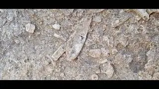 Fossilized ancient sea floor Niagara escarpment #hamont