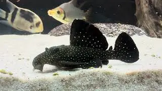 Galaxy Pleco L240 enjoys its meal! Stunning Spots in Action!
