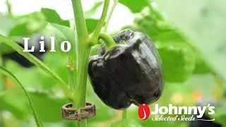 'Lilo' Purple Bell Pepper Variety From Johnny's