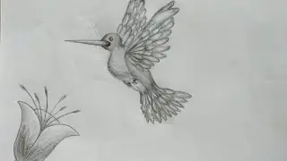 How to draw hummingbird। Easy way to draw hummingbird।