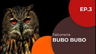 Bubo Bubo - Gufo reale - Falconeria ep. 3 - Sottotitolato