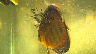 Discus fry-one week old, eating baby artemia