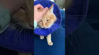 This is the Only Pet Recovery Collar You Should Consider!