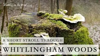 Norfolk Walks: Whitlingham Woods and Country Park