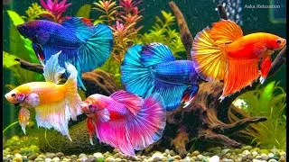 Fall Asleep Instantly 💤 4K Betta Fish Aquarium ASMR | Deep Sleep Instrument Music