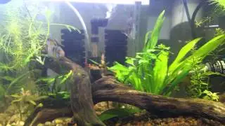 discus eggs are gone; and fishroom update 4.24.15