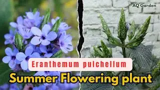 Best Summer Flowering plant Eranthemum pulchellum / Blue Sage | Gardening | AQ Garden