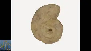jn0063-8c Fossil Ammonite (Unidentified Species)