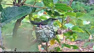 Two Chicks Visible as Female Green-and-white Hummingbird Returns [at Machu Picchu Inkaterra]