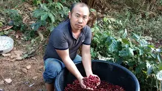 08/11/202 Processing Coffee ( Mus sib pab de txiv Caf&eacute;  nawb)