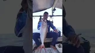 MANCING  IKAN KURISI BABON LAUT BARRU SULSEL 