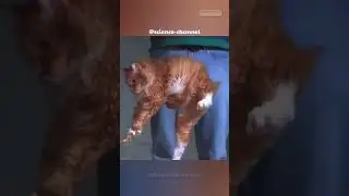 Do Cats Violate Newton's Law When Flip Mid Air?