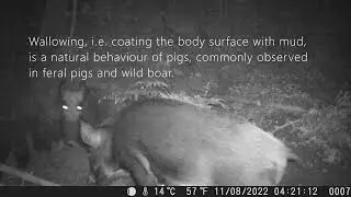 Wild boar wallowing in mud, Sweden