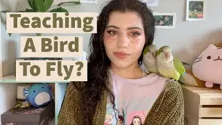 Teaching a baby bird/clipped bird to fly