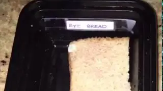 Which toast molds the fastest?