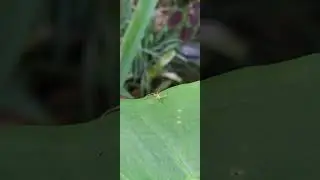 🤣 Scared me! Now I know why it's the Magnolia Green Jumper Spider! #shorts #spider
