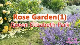 Rose Garden Tour 1 | Queen Elizabeth Park, Explore the Super Beautiful Roses, Poppies and Lavenders