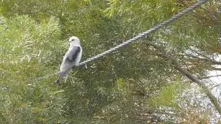 Black winged kite, Elanus caeruleus, Moshav Ram-on, Israel