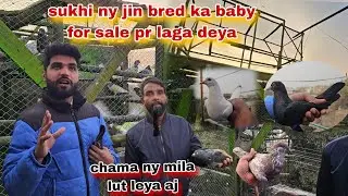 Chama ny aj to mila he lut leya😯sukhi ny sardar gogay waly baby pigeon for sale pr laga deya