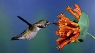 Eugene Magalif (Евгений Магалиф). COLIBRI [Hummingbird] for Flute & String Orchestra