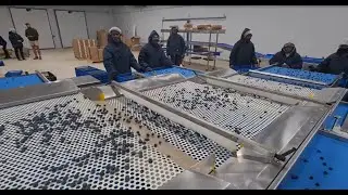 Blueberry three module Sizer - Mpumalanga South Africa 2022