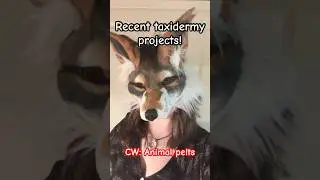 { Taxidermy Haul! } #antizoo #theriangear #furry #vultureculture #taxidermy #quadrobics