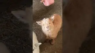 Meet the Cutest Lamb Ever! 🐑💖 #Lamb #CuteLamb #AdorableAnimals #BabyAnimals #AnimalLovers
