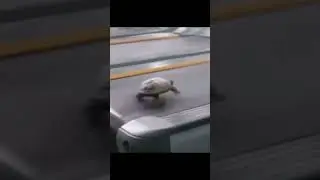 Turtle🐢 running on treadmill 😂 #turtle #shorts