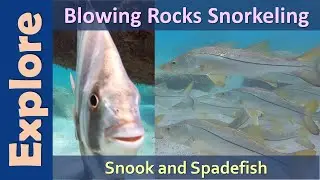 Blowing Rocks Snorkeling
