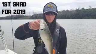 1st Shad for 2019 - Tailrace Canal