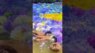 Dreamy hydrangeas & cute ducks in Japan!🌸🦆 Amabiki Kannon is magic.#shorts #Japan #Hydrangea #Temple
