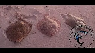 INCROYABLE PÊCHE DE TURBOTS DU BORD EN SURFCASTING HIVER 2022 BASSIN D'ARCACHON #MIMIMAGICBASSIN33