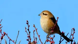 モズ発見！梅小路公園探鳥記(2026/1/10)【百舌鳥/青鷺/カラス/カワラヒワ/メジロ/ヒヨドリ】