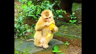 Funny Monkey SHEBA and The Fruits