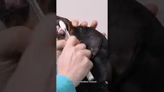 The Future of Pet Bathing (So Your Dog Doesn't Hate You)