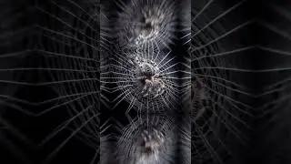 How spiders make their Web | engineering #science  #engineering #spiderman  #description #wonders